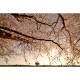 MARBURG | Blossom Floral Tree